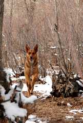 00-20090104DogPark8966