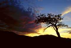 03-RoxboroughSilhouetteSil5