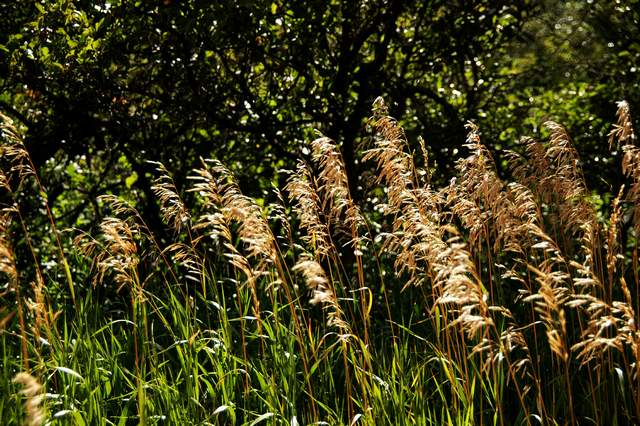06-20100829Roxborough4815