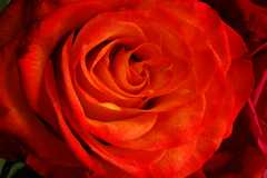05-20101010Flowers5816