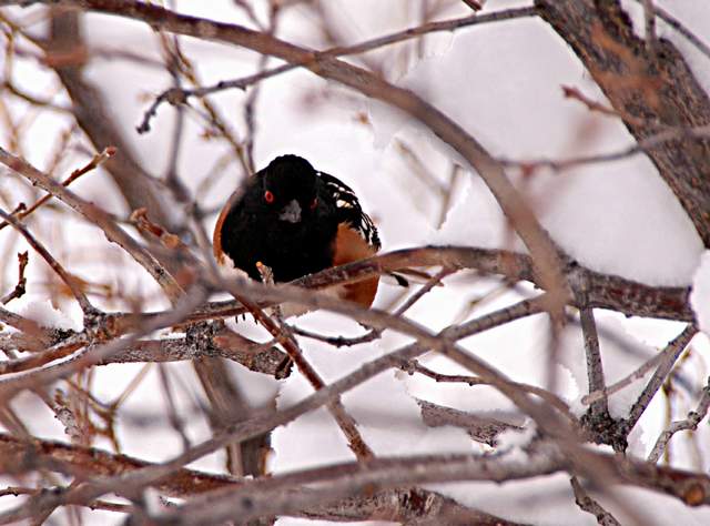 20110206Snow6239