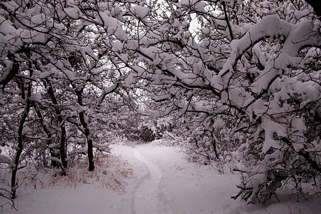 20110206Snow6282
