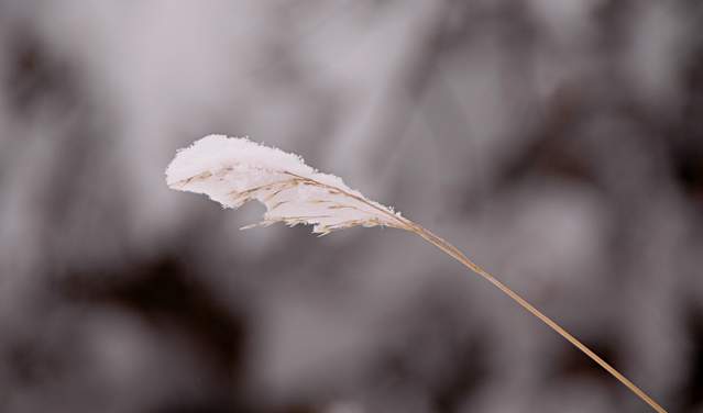 20110206Snow6291