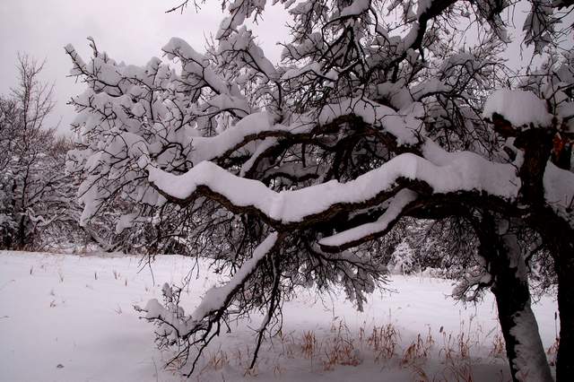 20110206Snow6329