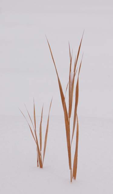 20110206Snow6355
