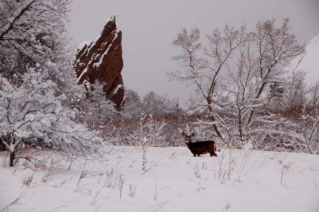 20110206Snow6362