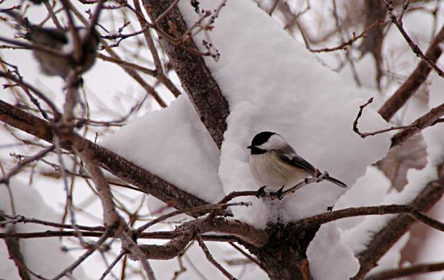 20110206Snow6464