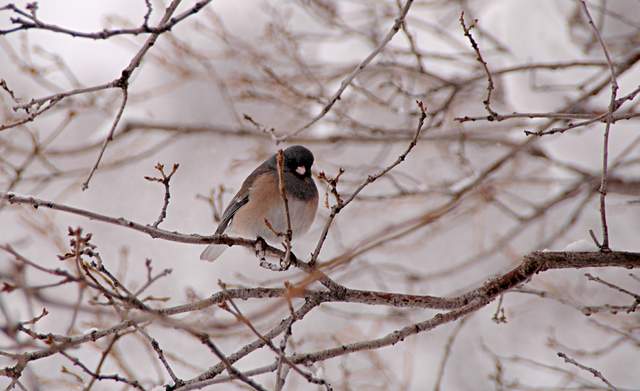 20110206Snow6473