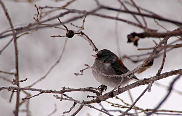 20110206Snow6490