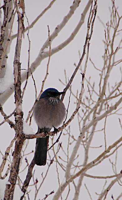 20110206Snow6499