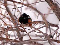 20110206Snow6239