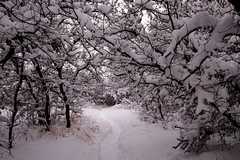 20110206Snow6282