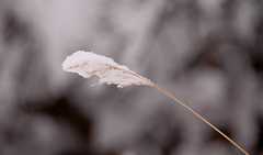 20110206Snow6291