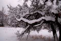 20110206Snow6329