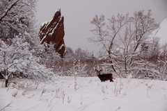 20110206Snow6362
