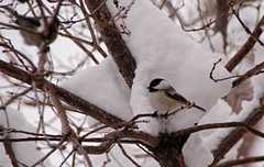 20110206Snow6464