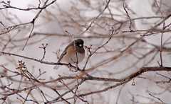 20110206Snow6473