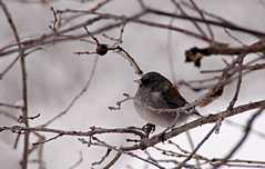 20110206Snow6490
