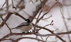 20110206Snow6496