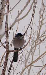 20110206Snow6499