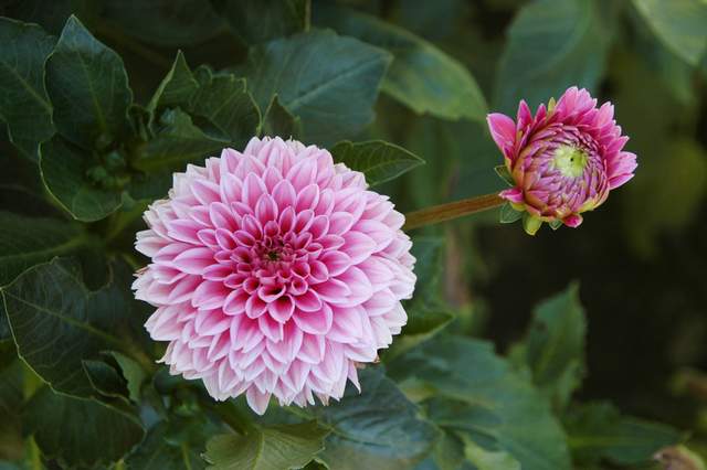 20110903HudsonGardens7554