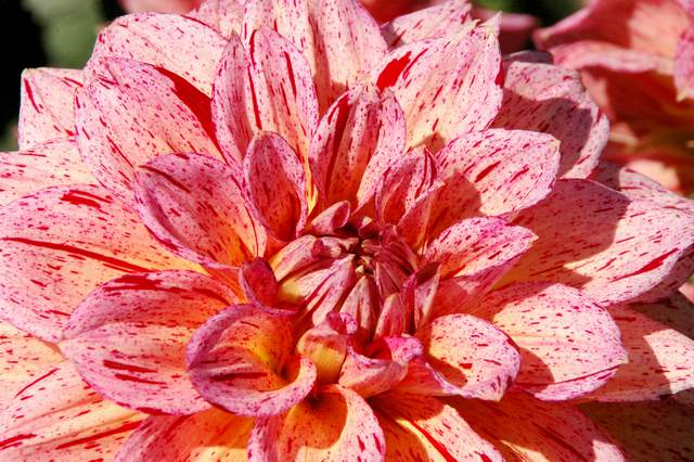 20110903HudsonGardens7560