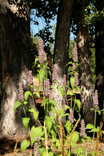 20110903HudsonGardens7583