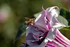 20110903HudsonGardens7489