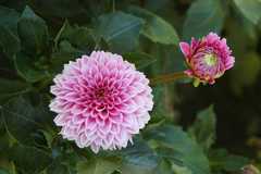 20110903HudsonGardens7554