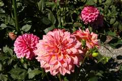 20110903HudsonGardens7557