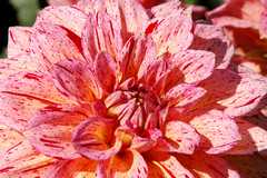 20110903HudsonGardens7560