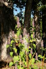 20110903HudsonGardens7583