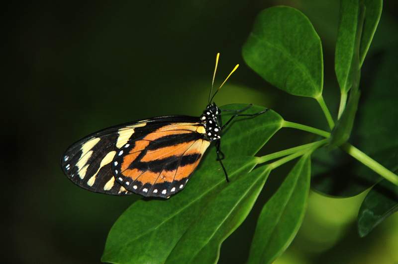 20120617ButterflyPavillion0031