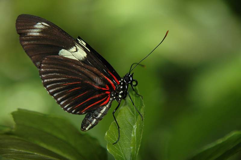 20120617ButterflyPavillion0044
