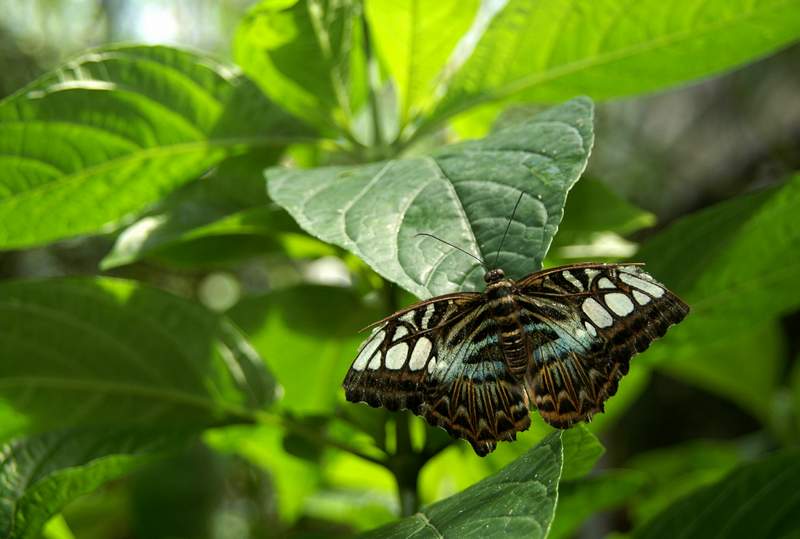 20120617ButterflyPavillion0062