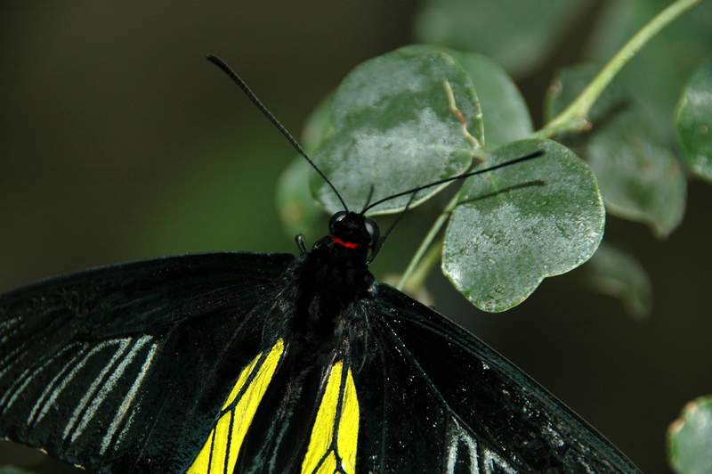 20120617ButterflyPavillion0068