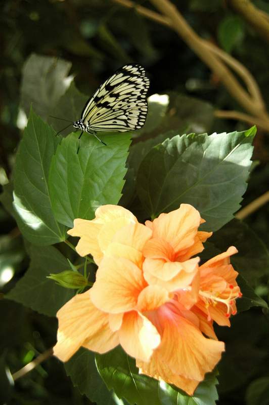 20120617ButterflyPavillion0078