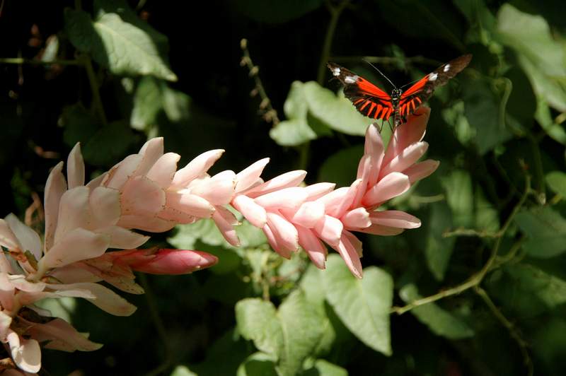 20120617ButterflyPavillion0089