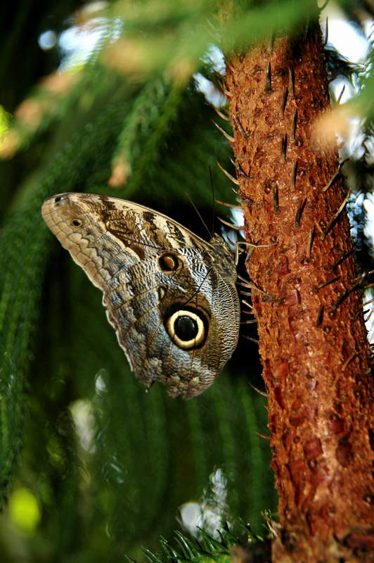20120617ButterflyPavillion0211