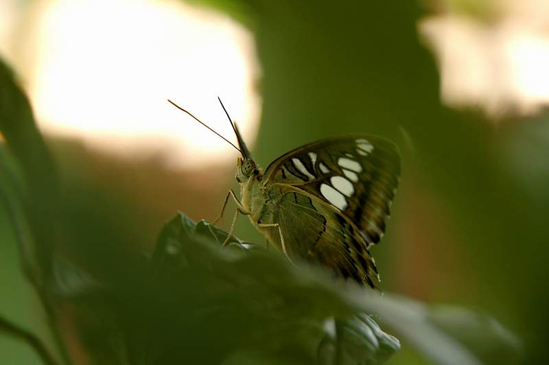 20120617ButterflyPavillion0217