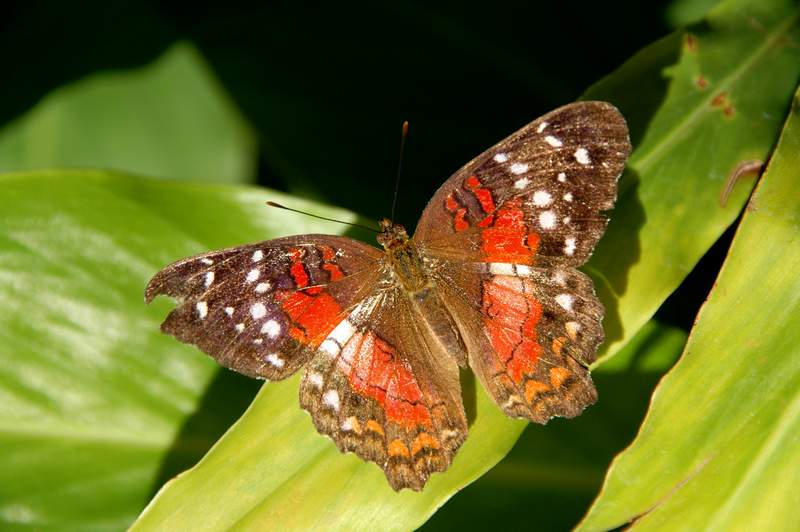 20120617ButterflyPavillion0229
