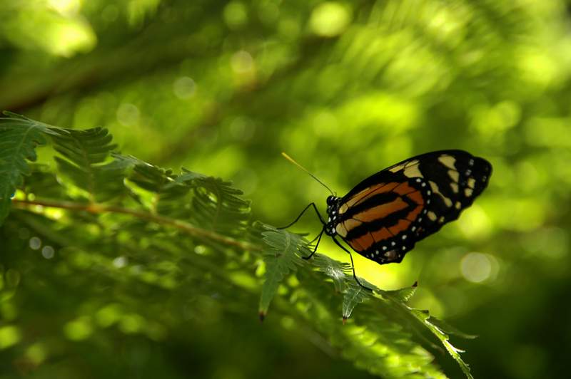 20120617ButterflyPavillion0230