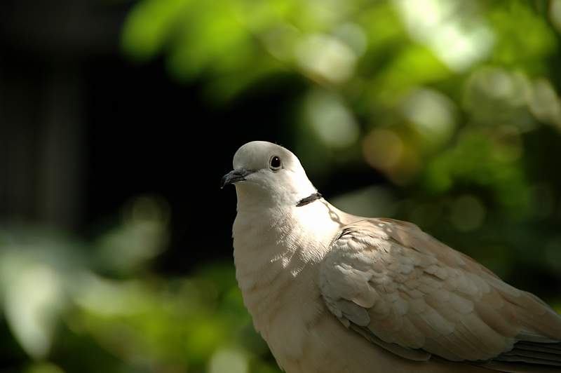 20120617ButterflyPavillion0232