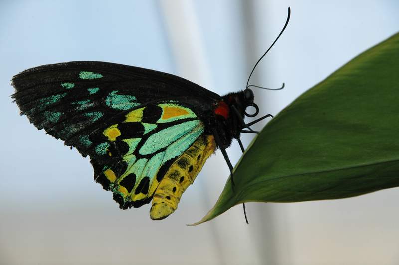 20120617ButterflyPavillion0236