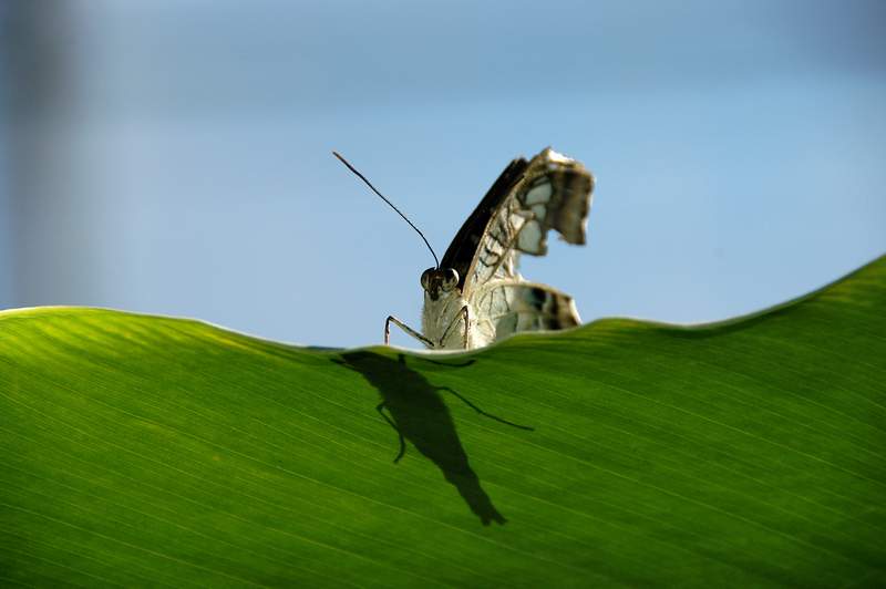 20120617ButterflyPavillion0249