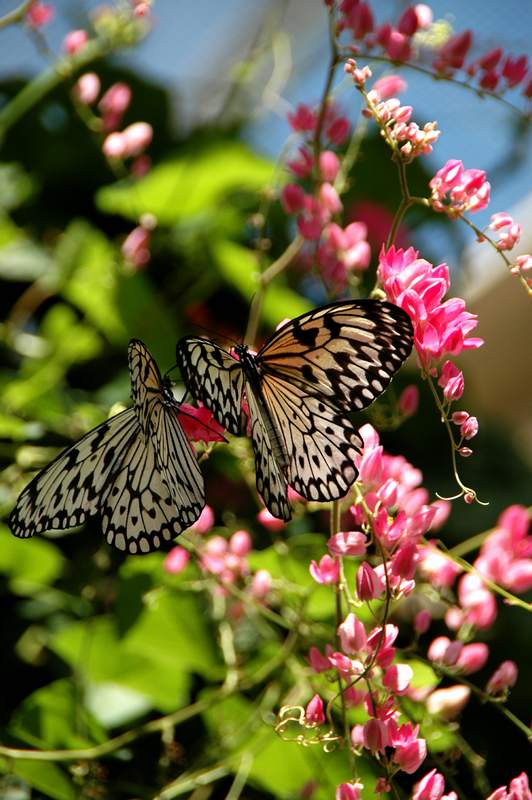 20120617ButterflyPavillion0250