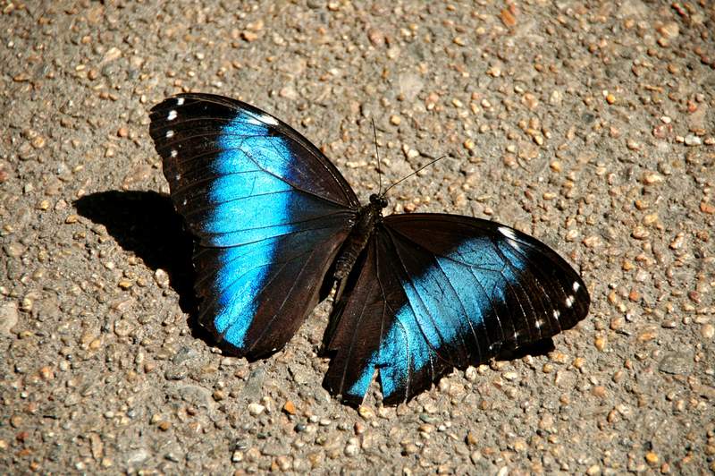 20120617ButterflyPavillion0260