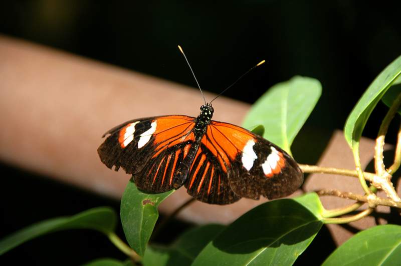 20120617ButterflyPavillion0290