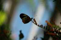 20120617ButterflyPavillion0028