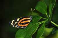 20120617ButterflyPavillion0031